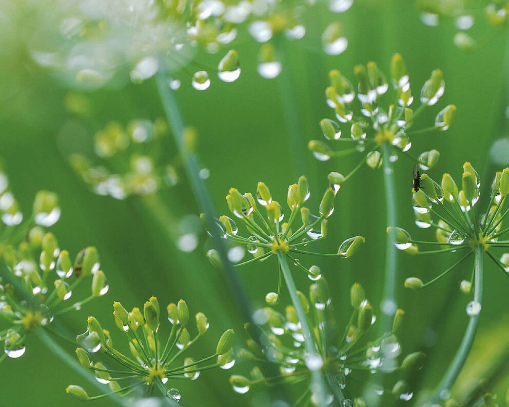 Sustainable Environmental Management at KURZ: Our Responsibility to the World Plants with morning dew: Symbol for the KURZ environmental management system